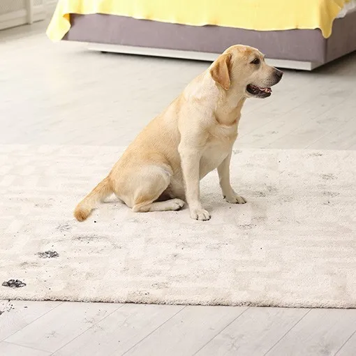 Area-Rug-Dirt-Debris Area rug care | William Ryan Flooring & Supplies